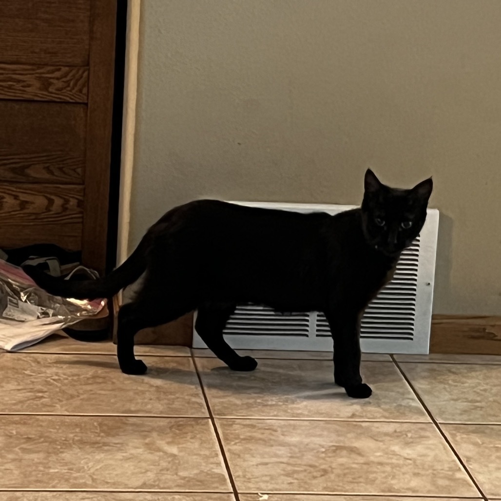 Hershey, an adoptable Domestic Short Hair in Bismarck, ND, 58507 | Photo Image 3