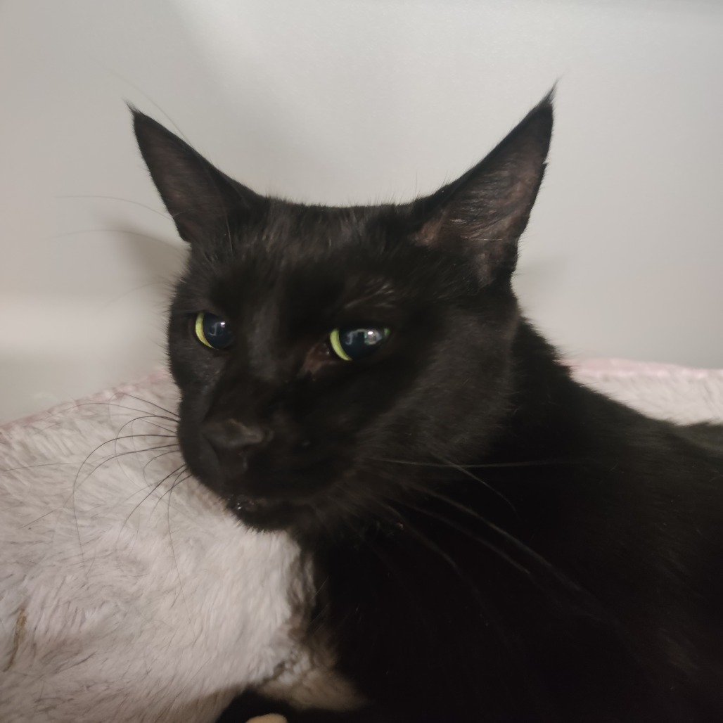 Hershey, an adoptable Domestic Short Hair in Bismarck, ND, 58507 | Photo Image 3