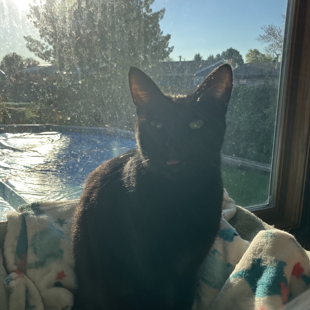 Hershey, an adoptable Domestic Short Hair in Bismarck, ND, 58507 | Photo Image 5