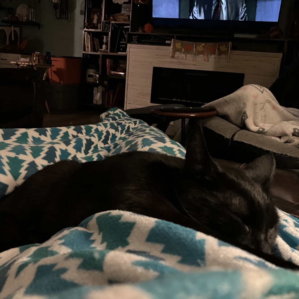 Hershey, an adoptable Domestic Short Hair in Bismarck, ND, 58507 | Photo Image 6