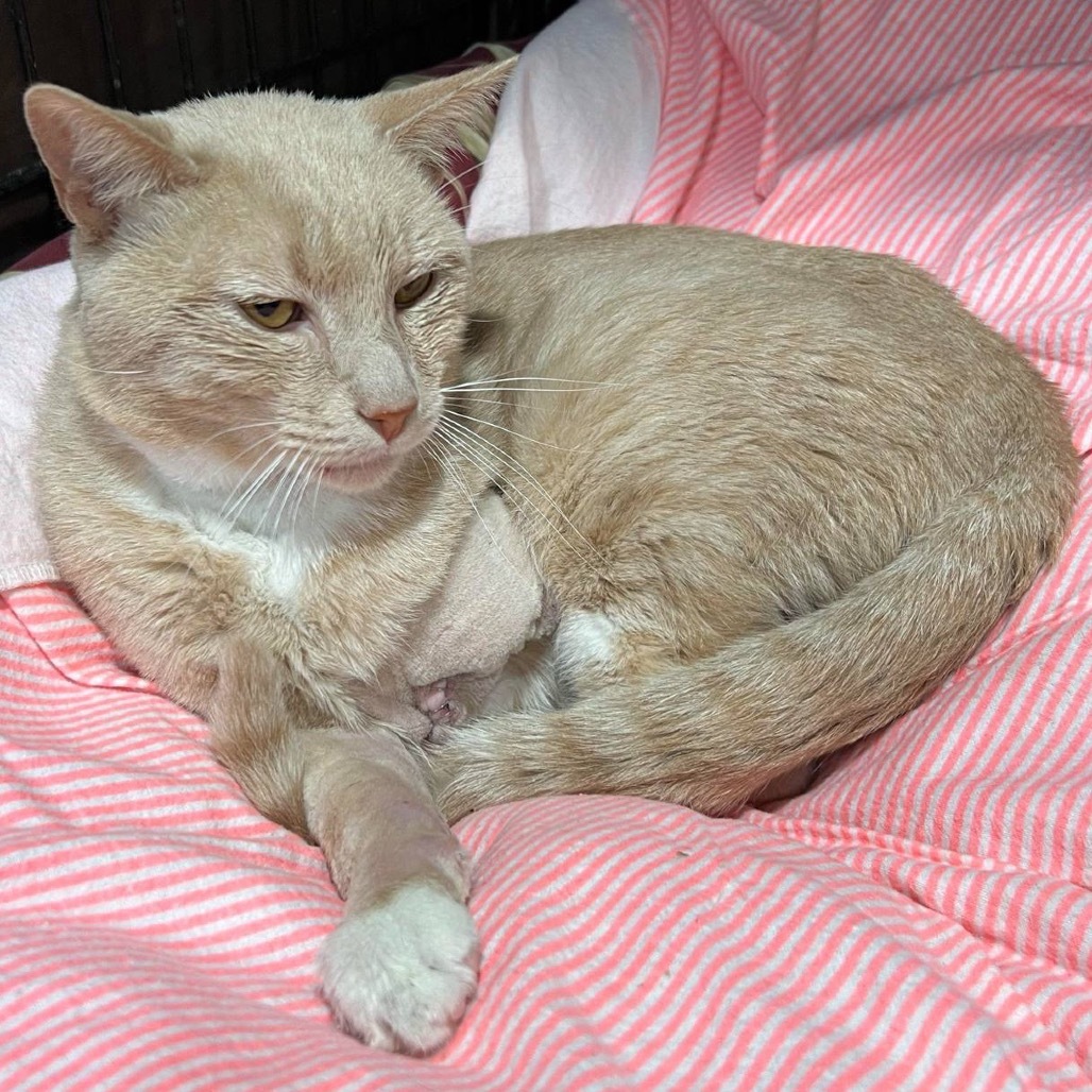 Suds, an adoptable Domestic Short Hair in Bismarck, ND, 58507 | Photo Image 1