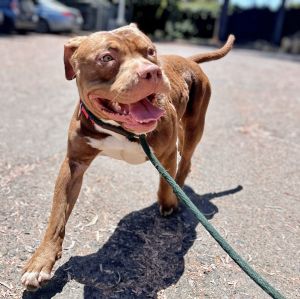 Pringle, Young Male Pit Bull Terrier