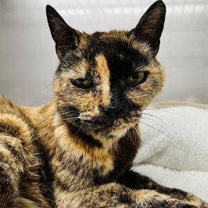 Sasha, Senior Female Domestic Short Hair