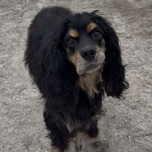 Banks, Adult Male Cocker Spaniel