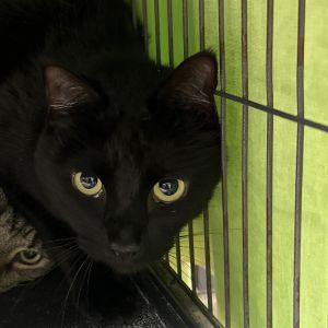 Neville Longbottom, Adult Male Domestic Short Hair