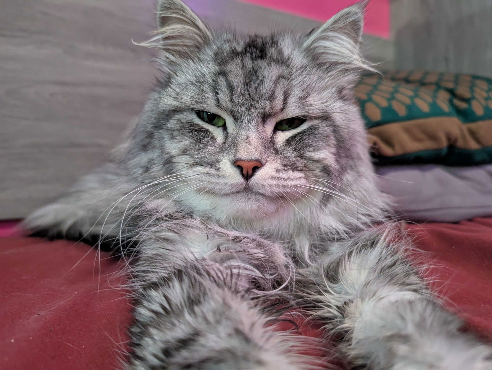 Percy Fluffnugget, an adoptable Siberian, Domestic Medium Hair in Absecon, NJ, 08201 | Photo Image 1