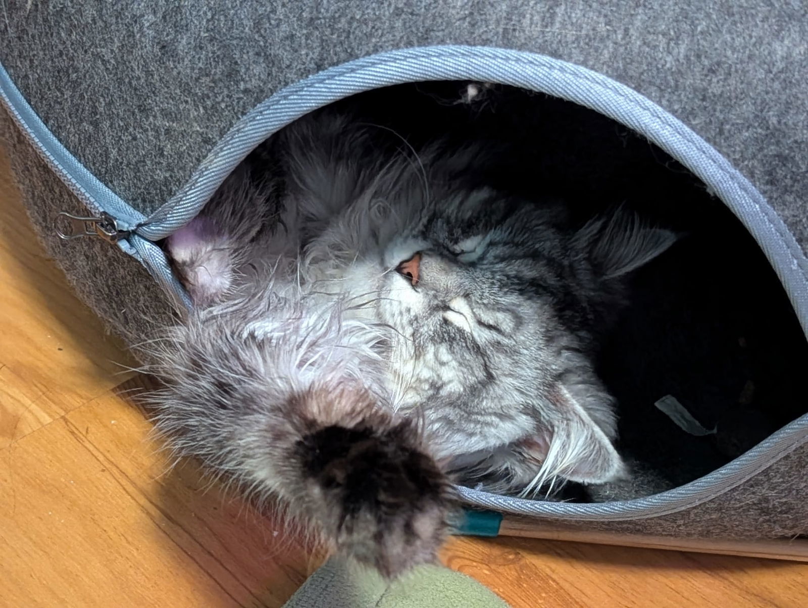 Percy Fluffnugget, an adoptable Siberian, Domestic Medium Hair in Absecon, NJ, 08201 | Photo Image 2