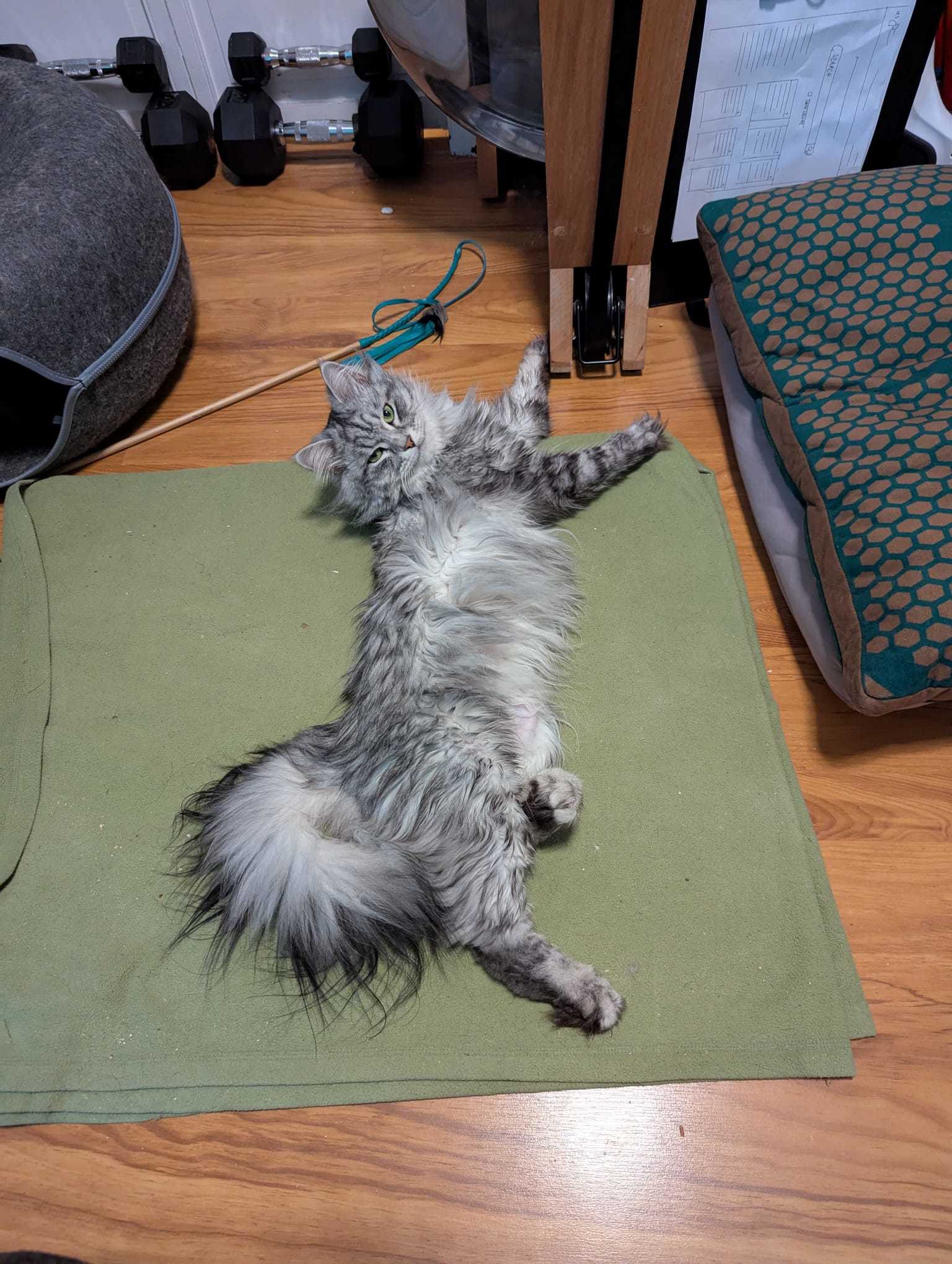 Percy Fluffnugget, an adoptable Siberian, Domestic Medium Hair in Absecon, NJ, 08201 | Photo Image 3