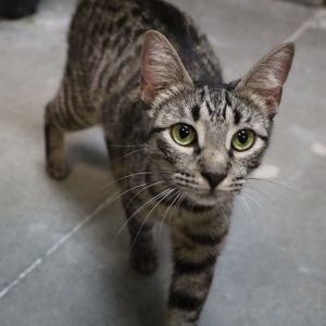 Jade, Adult Female Domestic Short Hair