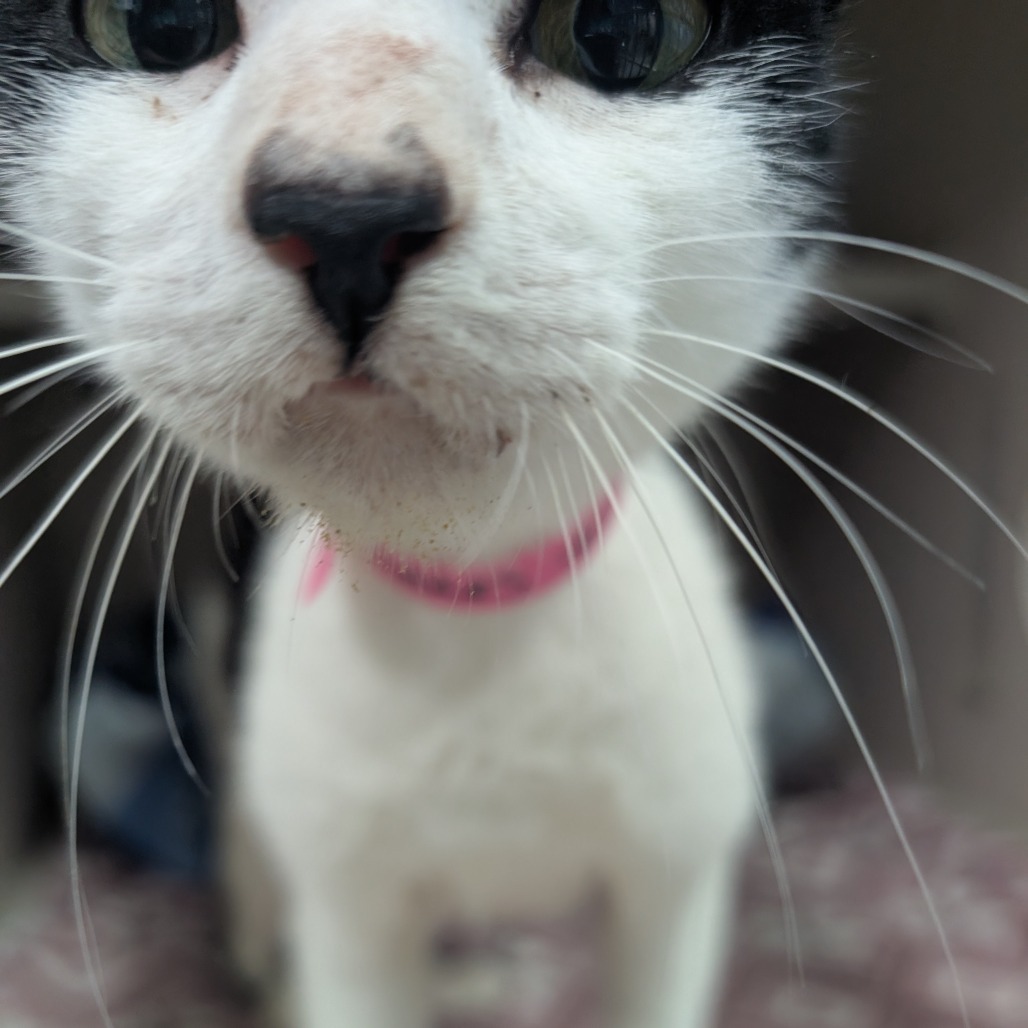 Pebbles