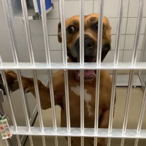 Jasmine, Adult Female Pit Bull Terrier