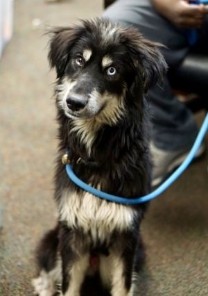 Tillie, Young Female Shepherd