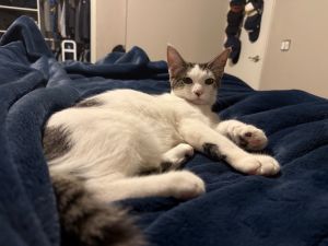Slate TX, Baby Male Domestic Short Hair