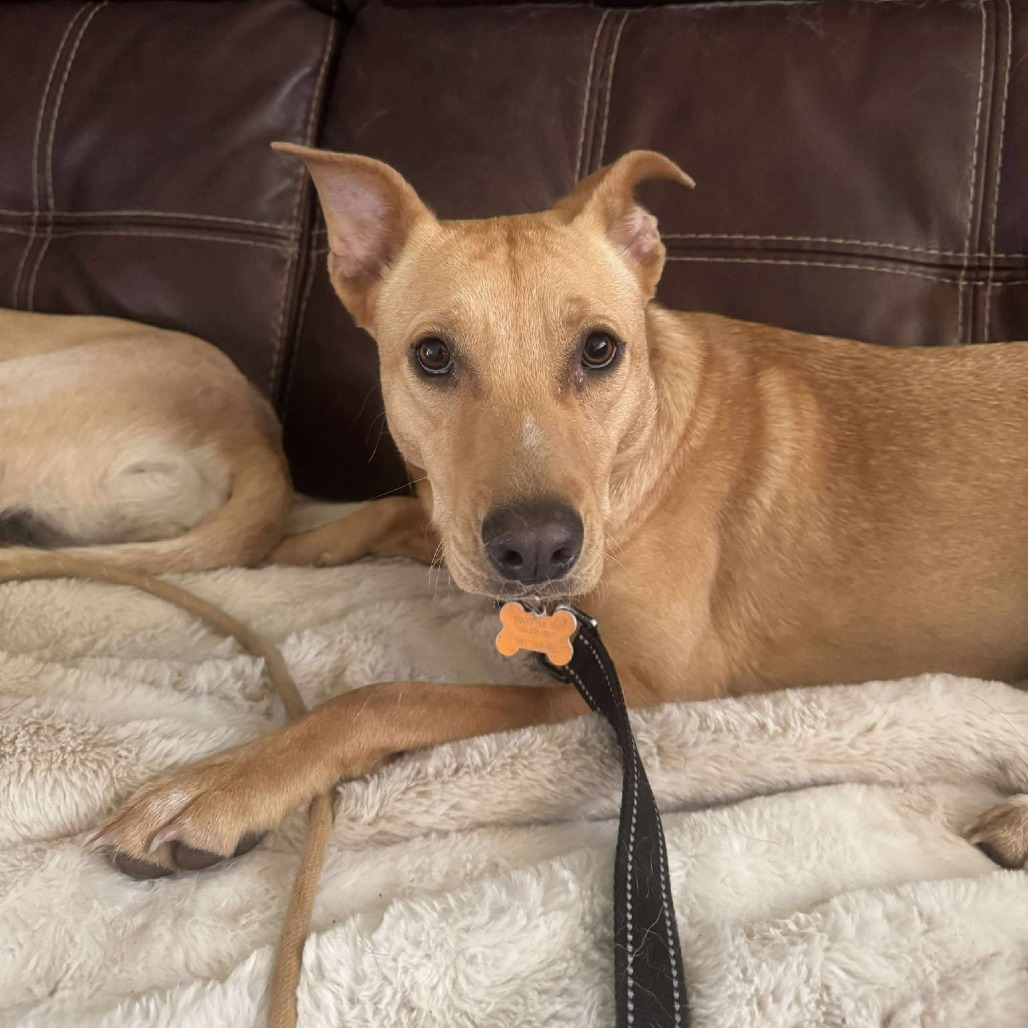 Nila, an adoptable Mixed Breed in Bend, OR, 97702 | Photo Image 1