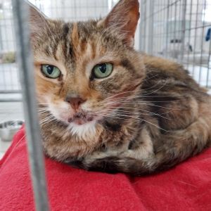 Galaxy, Senior Female Domestic Short Hair