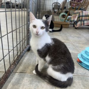 Serenity, Adult Female unknown