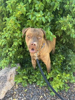 Lil Jon, Adult Male Mastiff