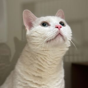 Coconut, Senior Male Domestic Short Hair