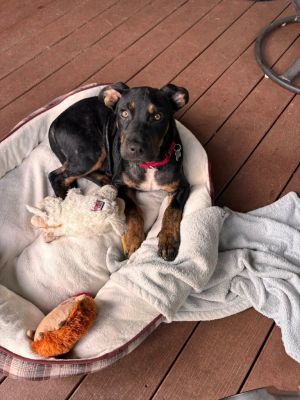 Bear claw, Baby Male Mixed Breed