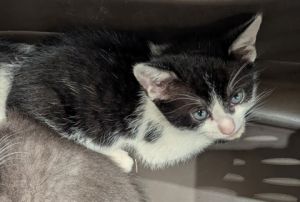 Toyota-ADOPTED, Baby Female Domestic Short Hair