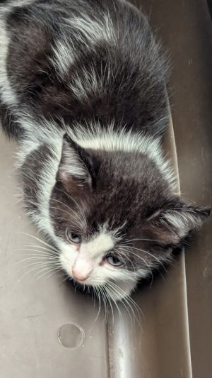 Cadillac Domestic Short Hair Cat