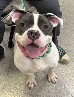Moto Moto, Adult Male Pit Bull Terrier
