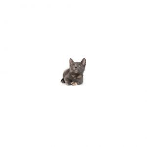 Elle Woods Domestic Short Hair Cat