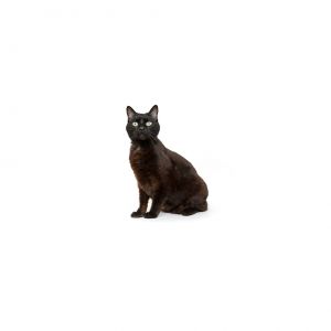 Kali Domestic Short Hair Cat