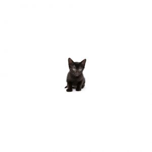 Paulette Bonafonte Domestic Short Hair Cat
