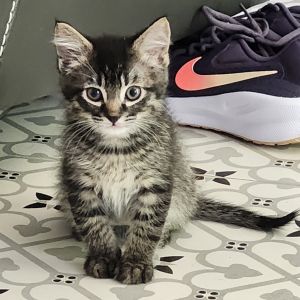 Raspberry, Baby Male Domestic Short Hair