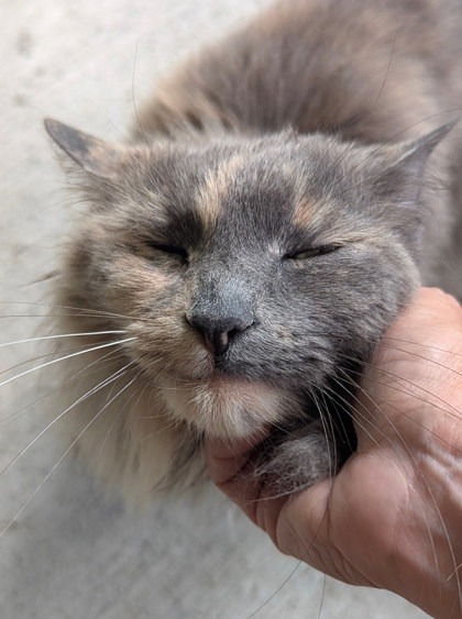 Purrsilla