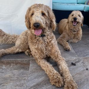 Chester Dean Standard Poodle Dog