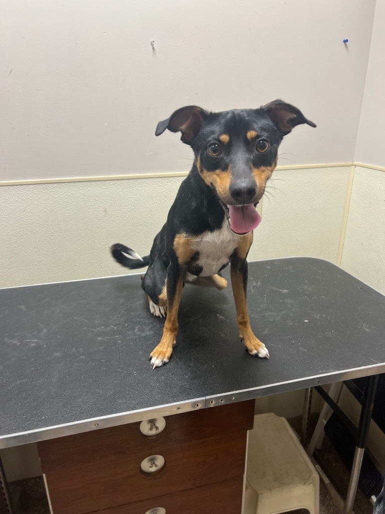 Astro, an adoptable Terrier, Chihuahua in Great Bend, KS, 67530 | Photo Image 2