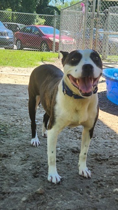 Cynthia, Adult Female Mixed Breed