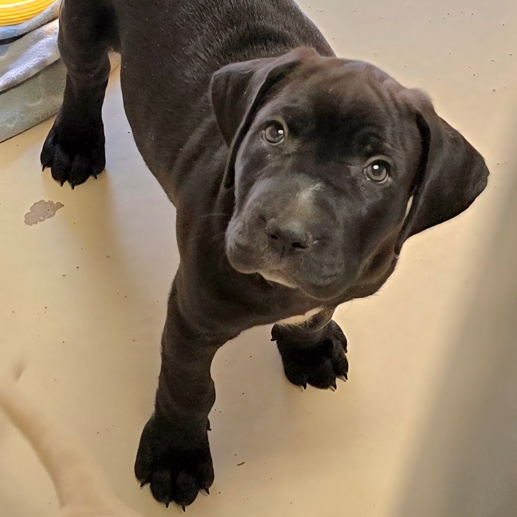 Lotus, an adoptable Labrador Retriever, Chow Chow in Wickenburg, AZ, 85390 | Photo Image 1