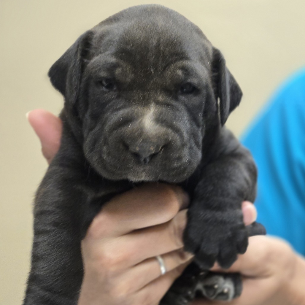 Lotus, an adoptable Labrador Retriever, Chow Chow in Wickenburg, AZ, 85390 | Photo Image 2