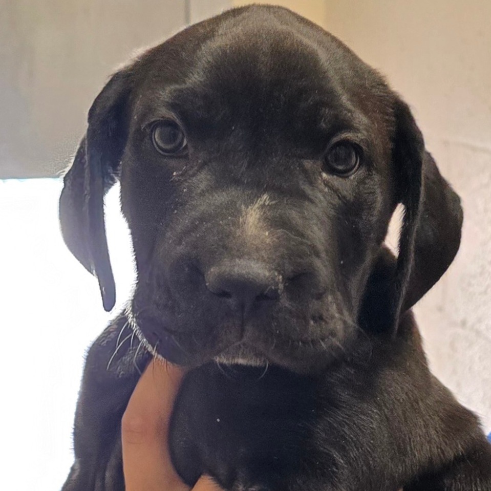 Lotus, an adoptable Labrador Retriever, Chow Chow in Wickenburg, AZ, 85390 | Photo Image 3