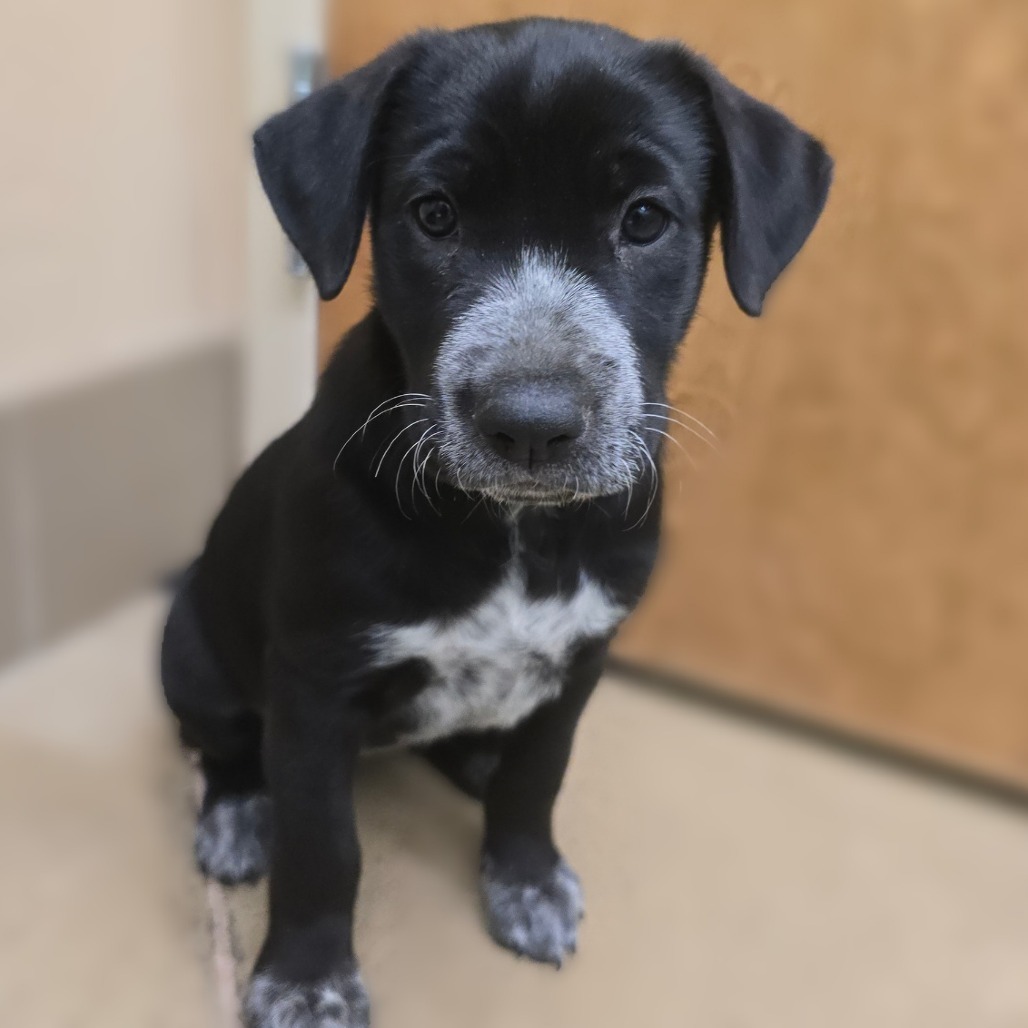 Begonia, an adoptable Labrador Retriever, Chow Chow in Wickenburg, AZ, 85390 | Photo Image 1