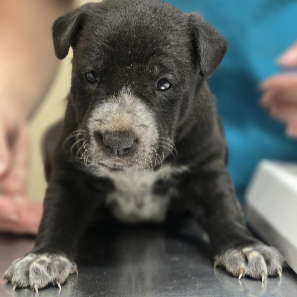 Begonia, an adoptable Labrador Retriever, Chow Chow in Wickenburg, AZ, 85390 | Photo Image 2