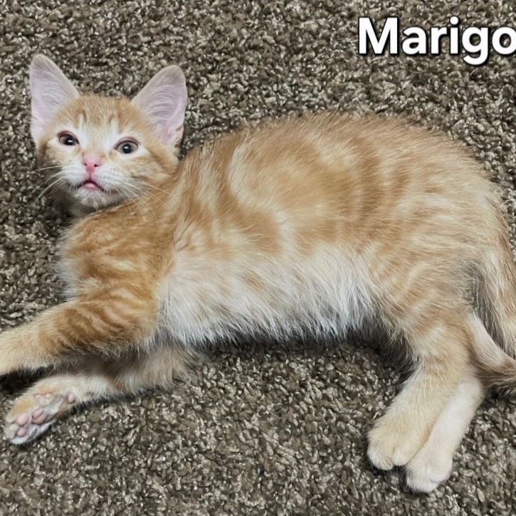 Marigold