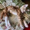 Wallace (Wally) photo 3