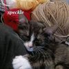 Speckle photo 1