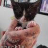 Speckle photo 2