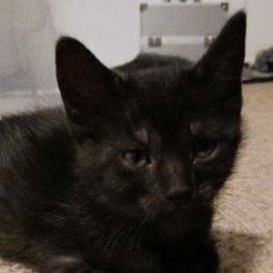 Void, Baby Female unknown