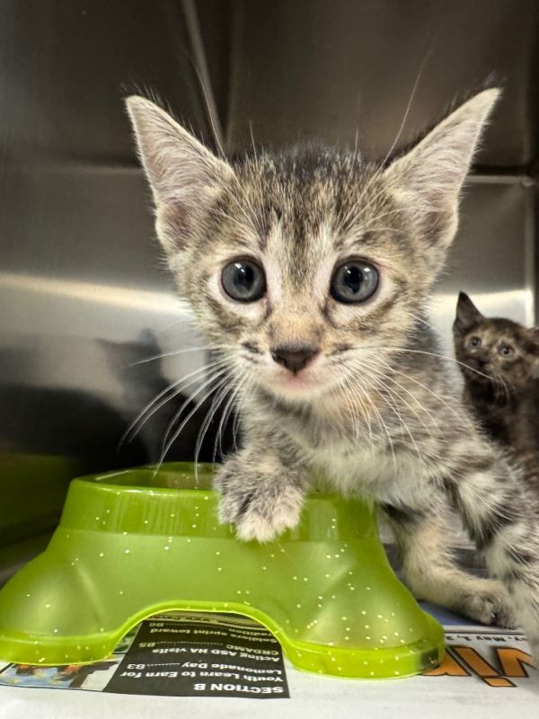 Nala thumbnail 1