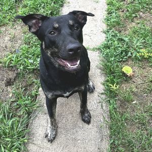 Onik, Young Male Mixed Breed