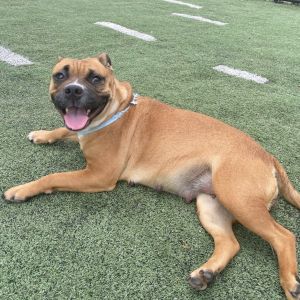 Bluey, Adult Female Mixed Breed