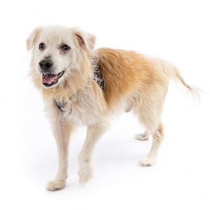 And now welcoming to the stageDavid Bowie This adorable tan and white terrier mix has the type of 