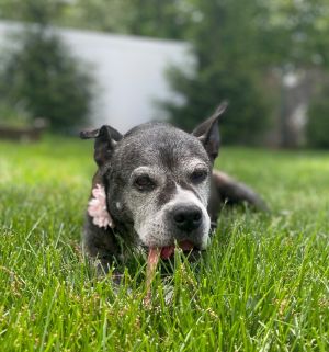 Grace Meadowood - LOCAL, Senior Female Pit Bull Terrier