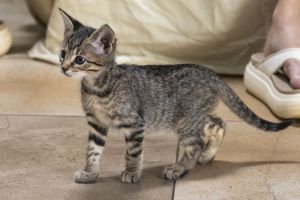 Julia, Baby Female Tabby